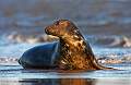 Grey Seal on Shoreline - Donna Nook